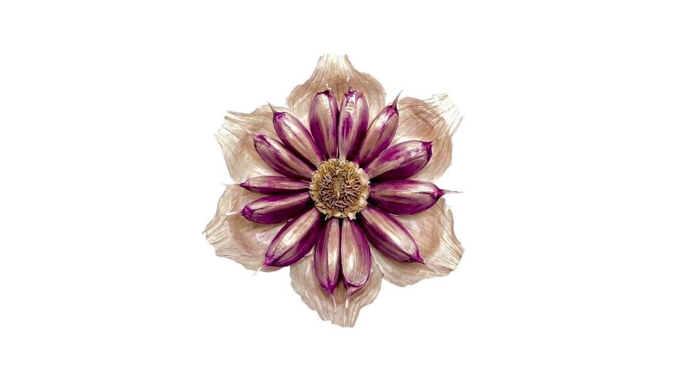 Composición floral hecha con dientes de ajo morado, mostrando el color violeta característico de la variedad